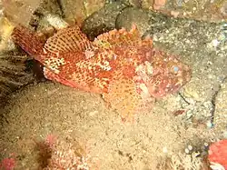 Scorpaena papillosa