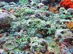 Un poisson scorpion (Scorpaenopsis sp.)