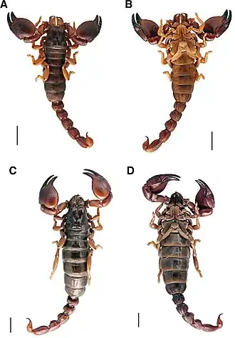 Scorpio savanicola