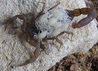 Description de l'image Scorpionwithyoung.JPG.