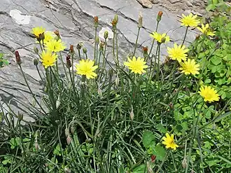 Description de l'image Scorzonera cretica 38706597.jpg.