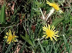 Fleurs de Scorsonères des prés.