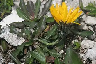 Description de l'image Scorzoneroides montana (Berg-Schuppenleuenzahn) IMG 1017.jpg.