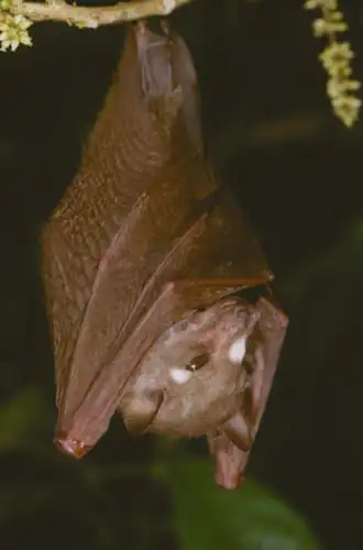 Description de l'image Scotonycteris.png.