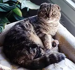 Un scottish fold double pliure.