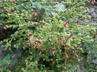 Description de cette image, également commentée ci-après