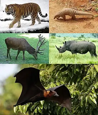 Description de l'image Scrotifera.jpg.