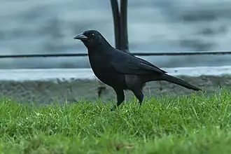 Description de l'image Scrub Blackbird - South Ecuador S4E7818 (23806878191).jpg.