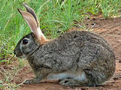 Lepus saxatilis, lièvre des buissons, Parc national Kruger.