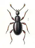 Scydmaenus tersatus (Scydmaenidae)