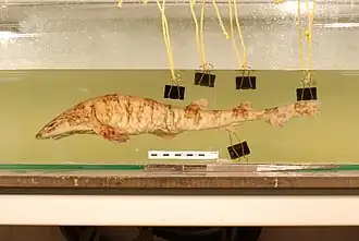 Description de l'image Scyliorhinus boa Goode & Bean, 1896.jpg.