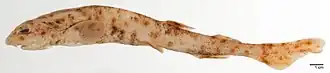 Description de l'image Scyliorhinus garmani (Fowler, 1934) 1321849828.jpg.