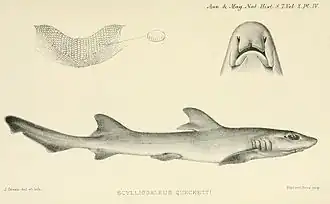 Description de l'image Scylliogaleus quecketti BOULENGER,1902.jpg.