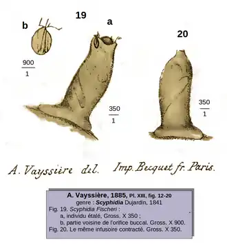 Scyphidia fischeri(Vayssière 1885)