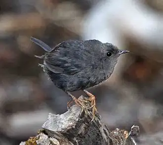 Description de l'image Scytalopus magellanicus - Magellanic tapaculo.jpg.