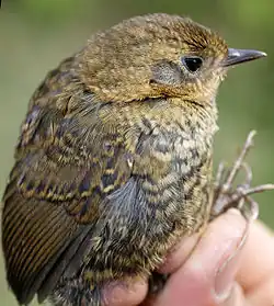 Jeune oiseau tenu en main, jaunâtre barré de foncé.