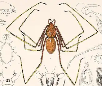 Description de l'image Scytodes longipes (Arachnida. Araneidea and Opiliones II).jpg.