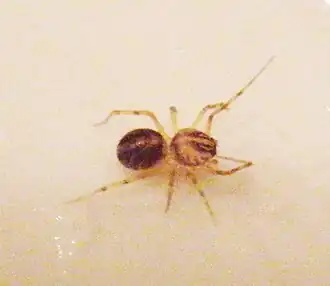 Description de l'image Scytodes velutina spider (cropped).jpg.