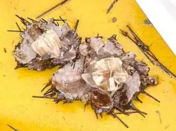 Lanternes d'Aristote d'oursins fraîchement ouverts.