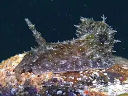 Stylocheilus striatus