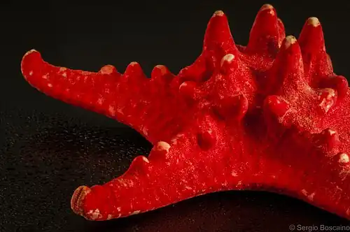 Spécimen momifié et teint, vendu comme souvenir aux touristes.