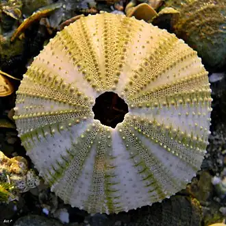 test de Lytechinus variegatus.