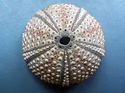 Endosquelette, ou test, d'oursin (ici Arbacia lixula)