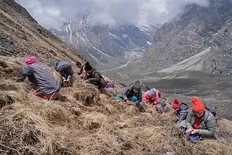 Cueillette d'O. sinensis dans le Darchula au Nepal.