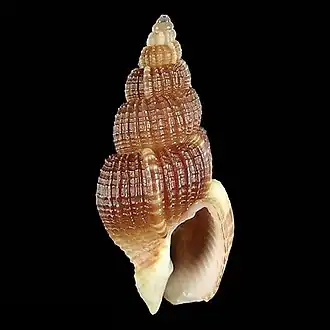 Description de l'image Seashell_Antillophos_tsokobuntodis.jpg.