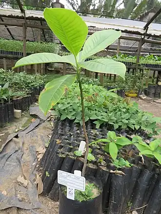 Description de l'image Seedling of M. lenticelata.JPG.