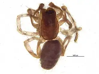 Description de l'image Segestria pacifica i.jpg.