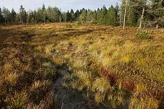 Seigne des Barbouillons.