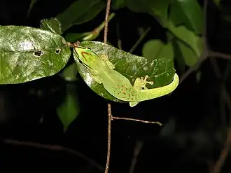 Description de l'image Seipp's day gecko imported from iNaturalist photo 53218625 on 11 October 2021.jpg.