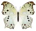 Protogoniomorpha parhassus