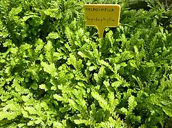 Rose de Jéricho (Selaginella lepidophylla)