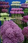 Présentation de cultivars'Alliums