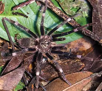 Description de l'image Selenogyrus foordi (10.3897-afrinvertebr.65.128284) Figure 6 (cropped-B).jpg.