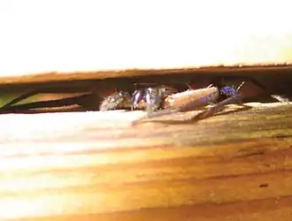 Description de l'image Selenops insularis.jpg.