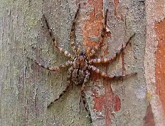 Description de l'image Selenops kalinago.jpg.