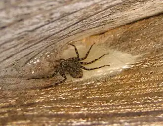 Description de l'image Selenops souliga1.jpg.