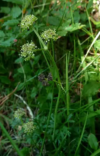 Description de l'image Selinum pyreanaeum 1.jpg.