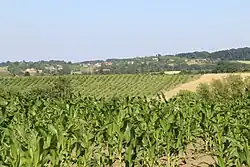 Paune - panorama