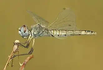 Description de cette image, également commentée ci-après