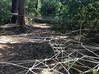 Fernanda Gomes,  Sem Título