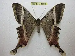 SematuridaeSematura diana