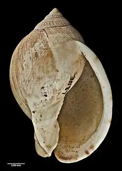Semicassis pyrum.