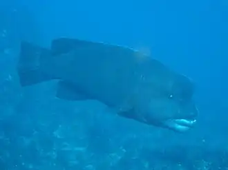 Semicossyphus reticulatus