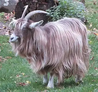 Image illustrative de l’article Chèvre du Simplon