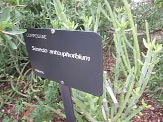 Description de l'image Senecio anteuphorbium 1.jpg.