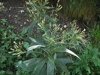 Description de cette image, également commentée ci-après